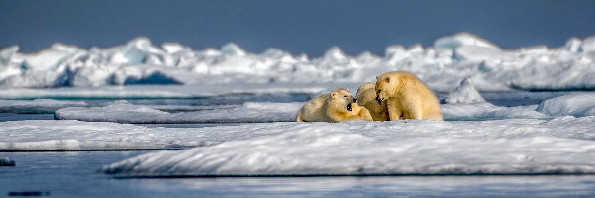 Save 25% on High Arctic Expedition